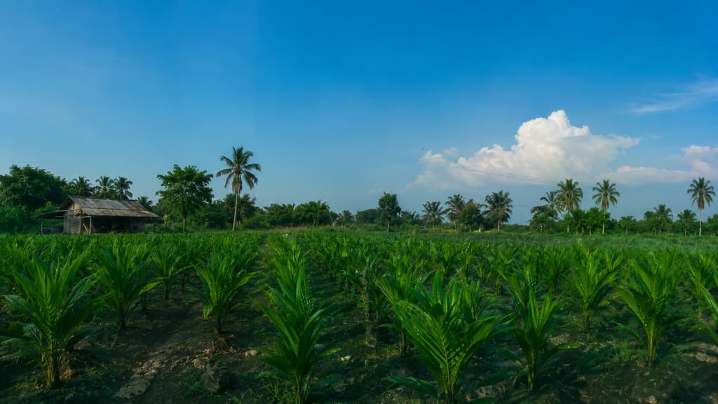 Pembibitan Kelapa Sawit APKASINDO