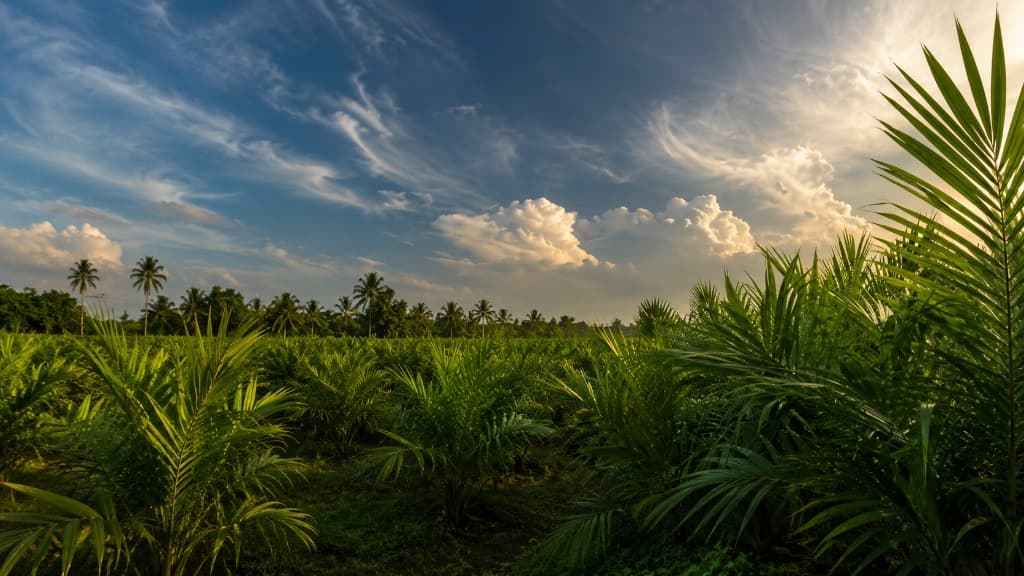 Pembibitan Resmi APKASINDO Background